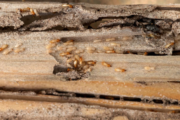 Professional Pest Control in St Ansgar, IA