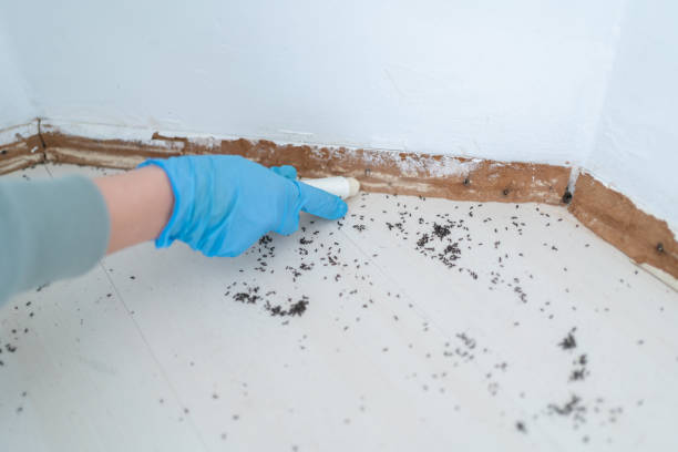 Best Termite Control Services  in St Ansgar, IA